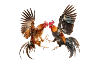 Cockfighting
